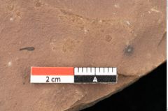 Foto (Detailsansicht) von Quercus palaeoilex Ettingshausen (NHMW-GEO-2024-0188-0964)